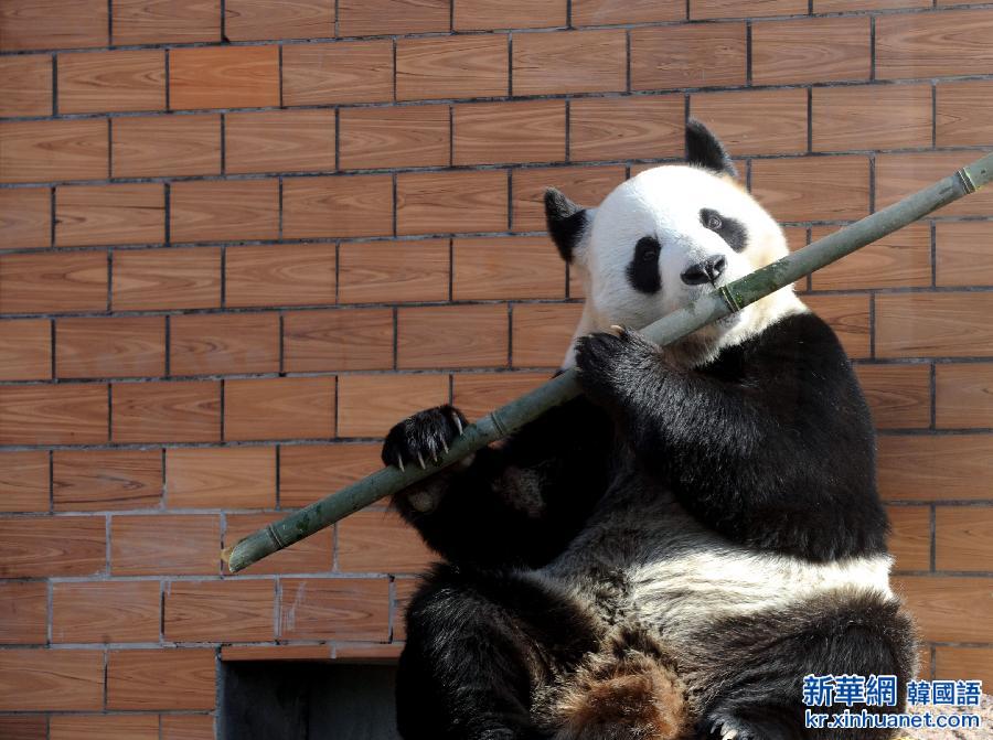 #（晚报）（1）大熊猫“吹笛子”萌翻观众