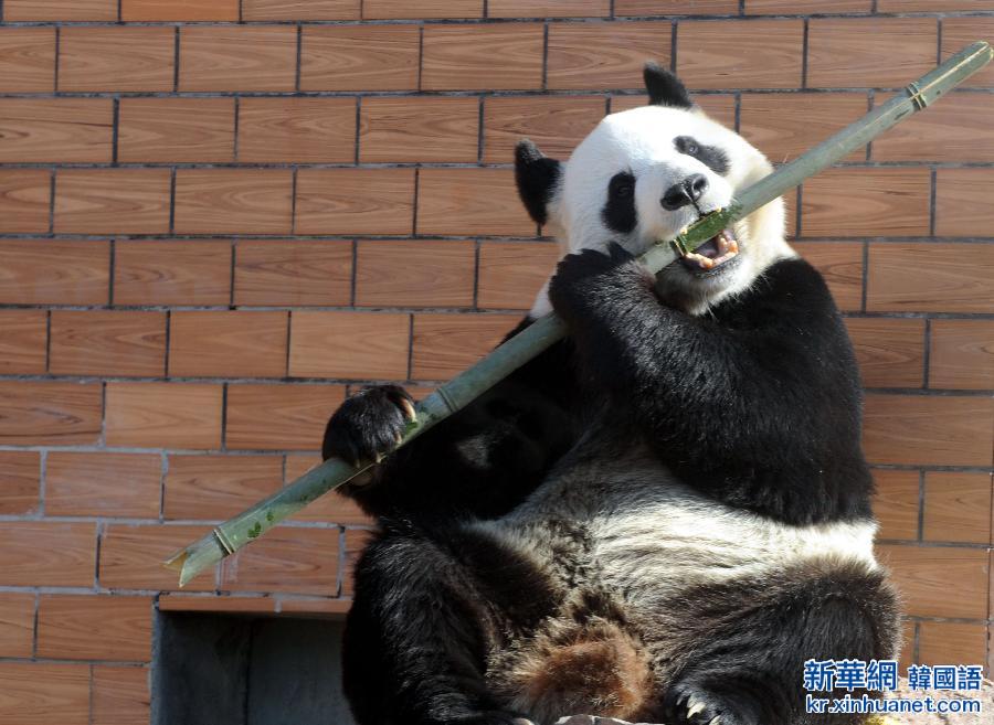 #（晚报）（2）大熊猫“吹笛子”萌翻观众