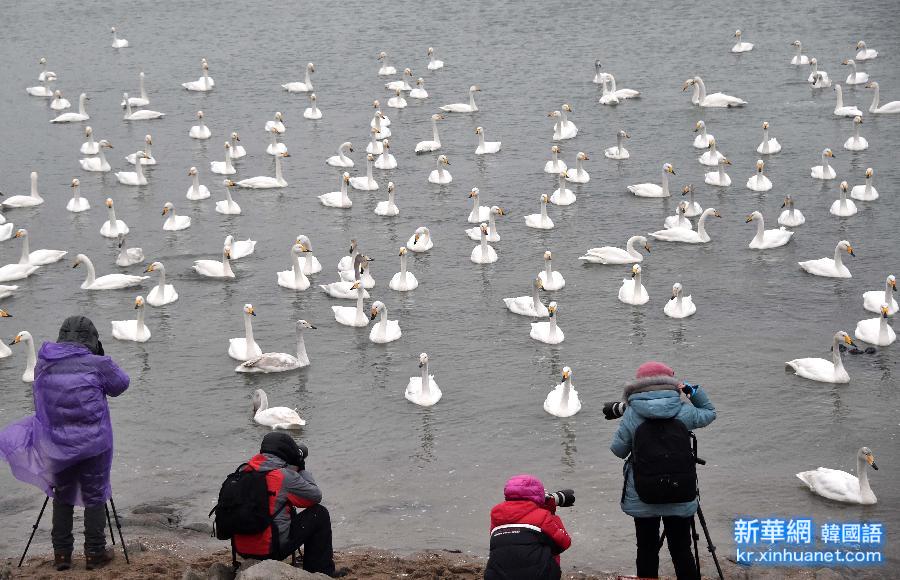 （生态）（1）大批天鹅将在山东荣成沿海度过春节