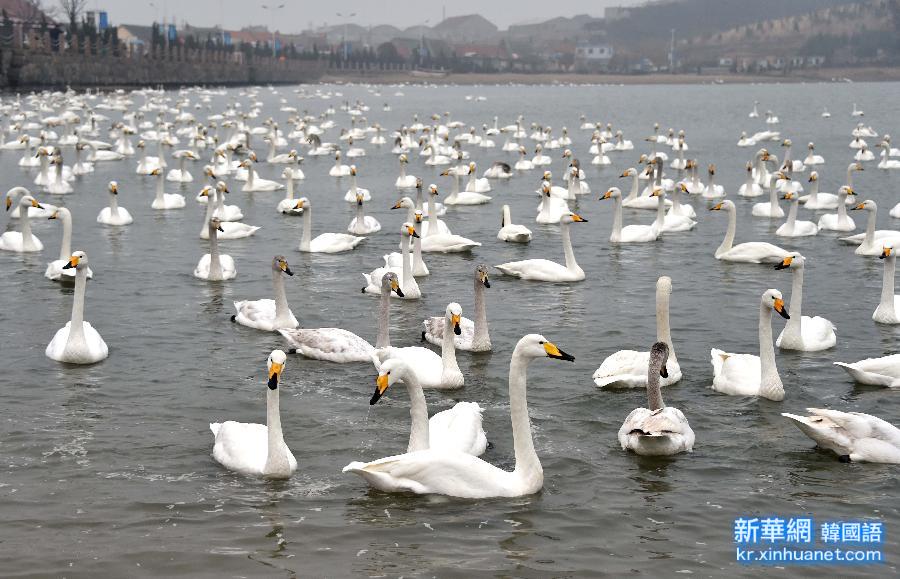 （生态）（2）大批天鹅将在山东荣成沿海度过春节