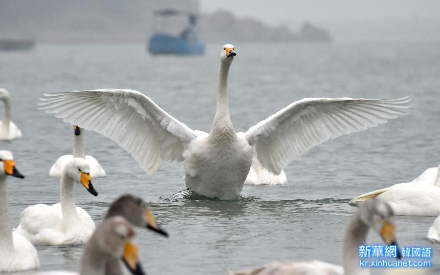 （生态）（3）大批天鹅将在山东荣成沿海度过春节