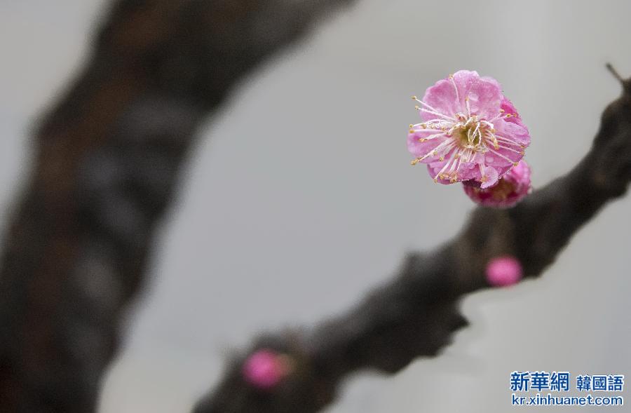 #（晚报）（2）梅花飘香报春来