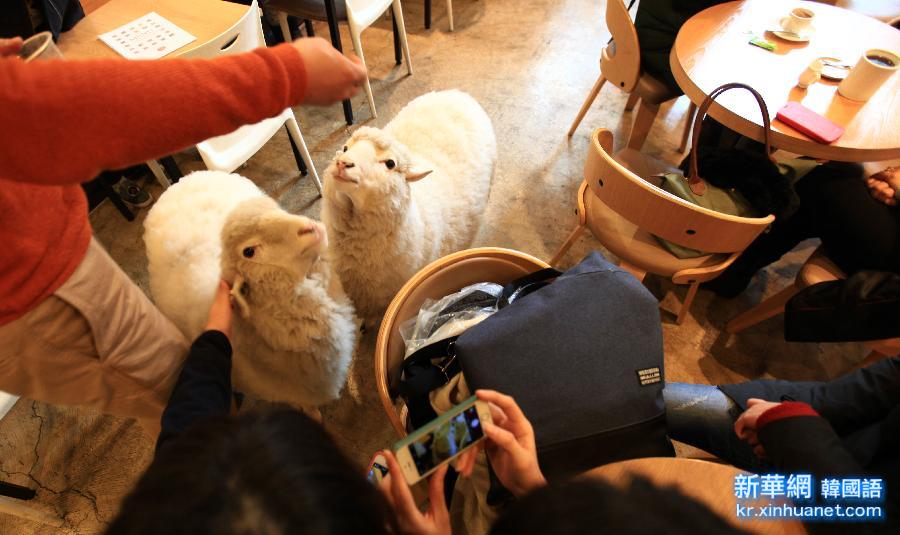 （晚报）（3）走进韩国“绵羊咖啡馆”