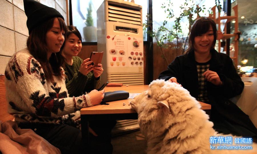 （晚报）（4）走进韩国“绵羊咖啡馆”