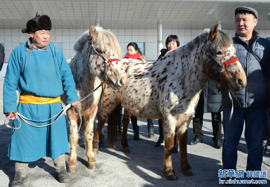 （社会）（1）蒙古国总统赠送给习近平主席夫妇的蒙古马从二连浩特口岸入境