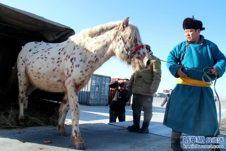 （社会）（2）蒙古国总统赠送给习近平主席夫妇的蒙古马从二连浩特口岸入境