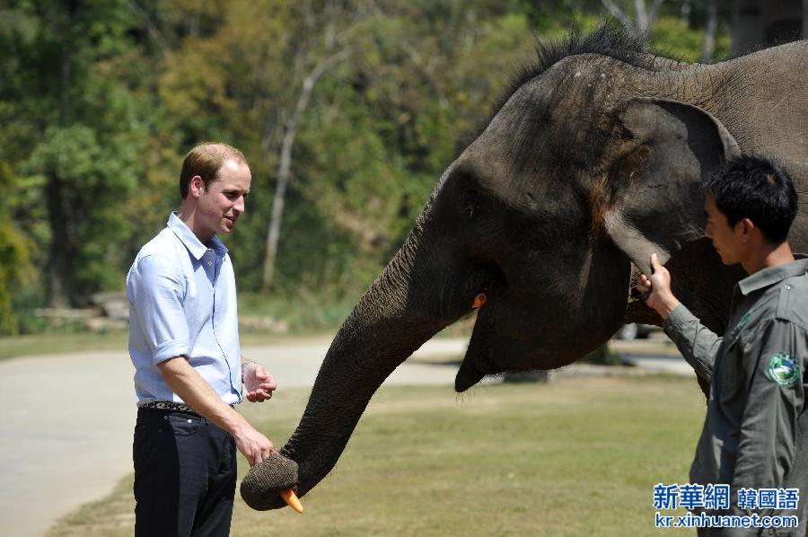 （XHDW）（1）威廉王子探访亚洲象种源繁育基地