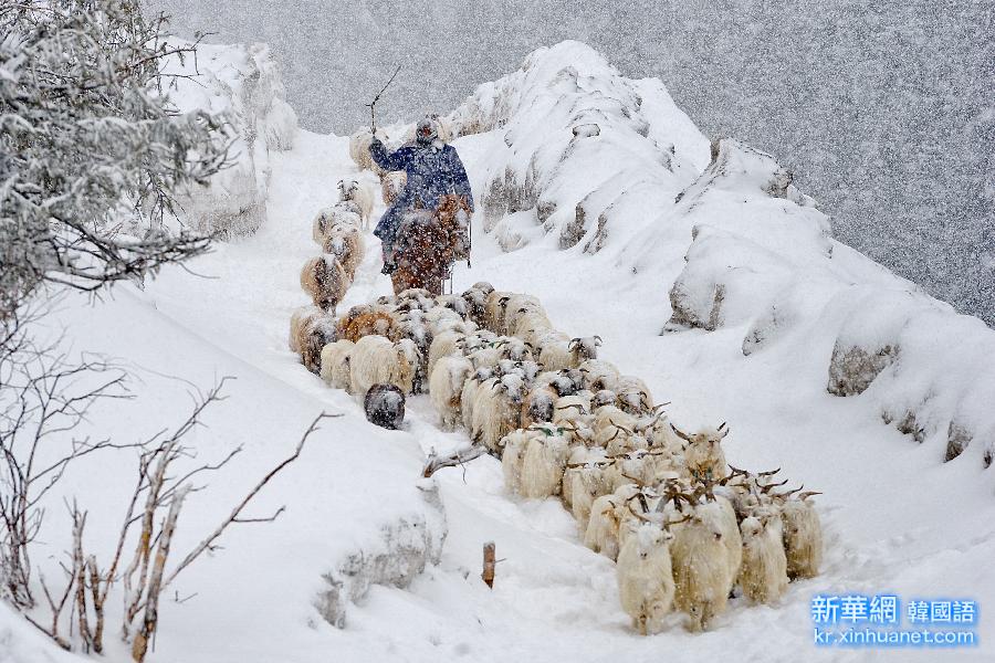 #（农业）（1）新疆伊犁40余万头远冬牧场越冬牲畜开始转场