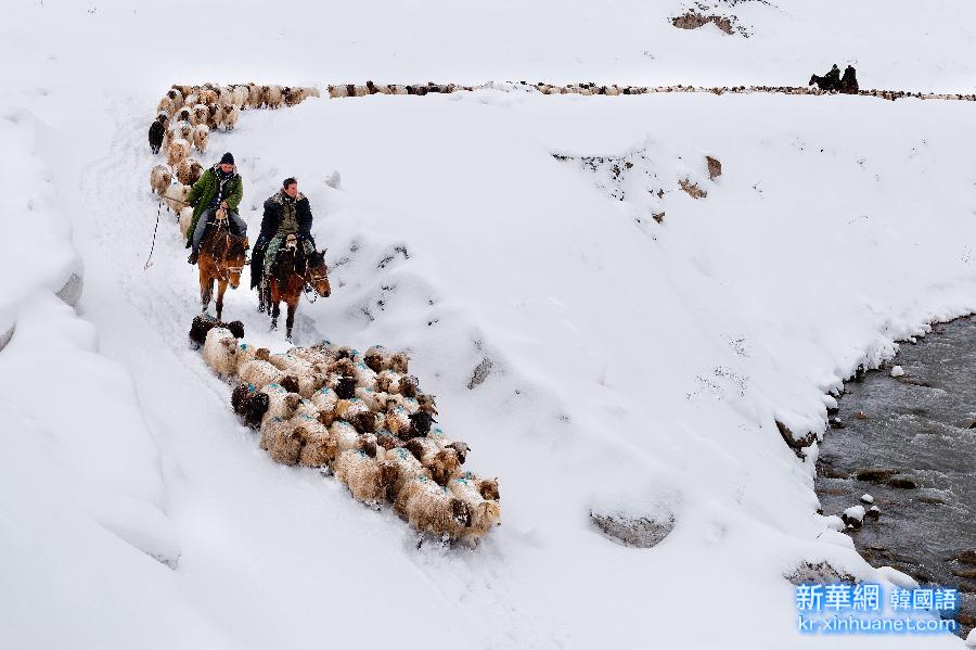 #（农业）（2）新疆伊犁40余万头远冬牧场越冬牲畜开始转场