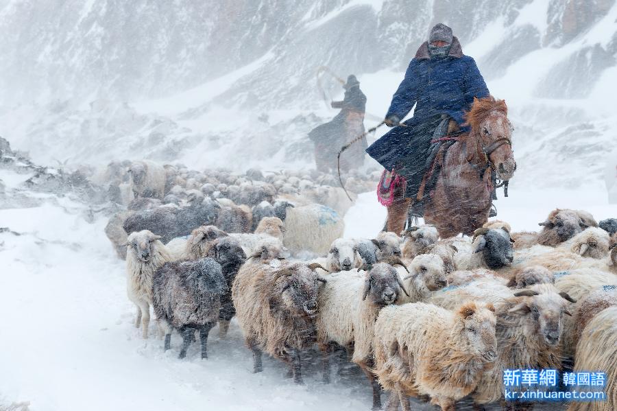 #（农业）（4）新疆伊犁40余万头远冬牧场越冬牲畜开始转场