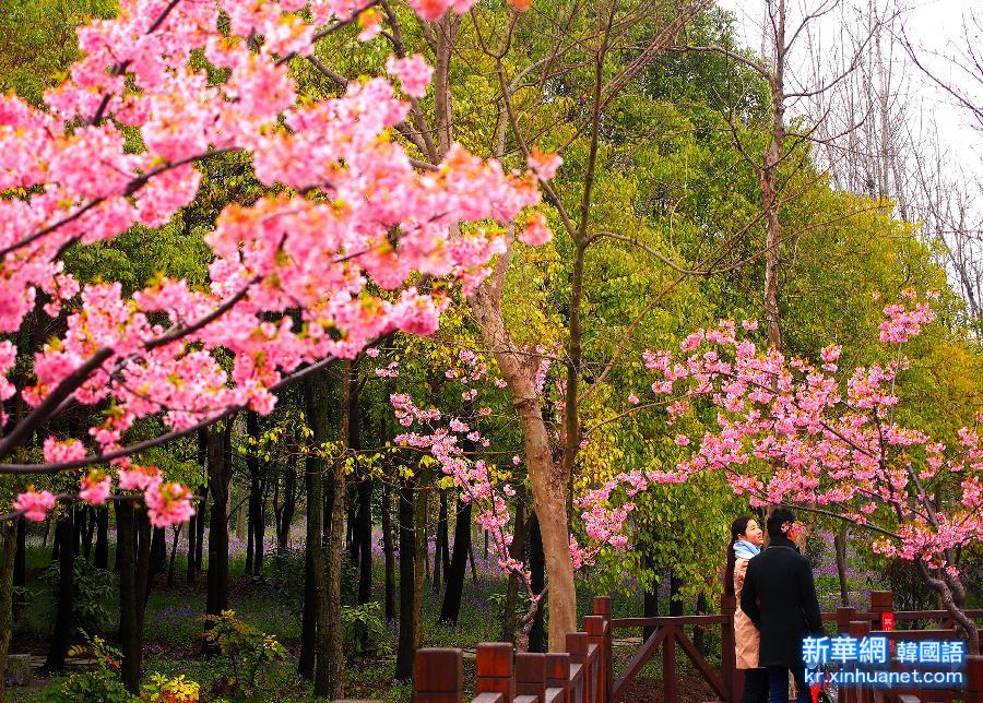 （晚报）（1）2015上海樱花节开幕