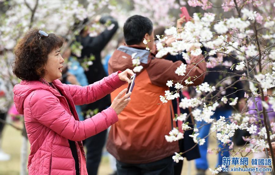 （晚报）（2）北京玉渊潭公园第27届樱花节开幕