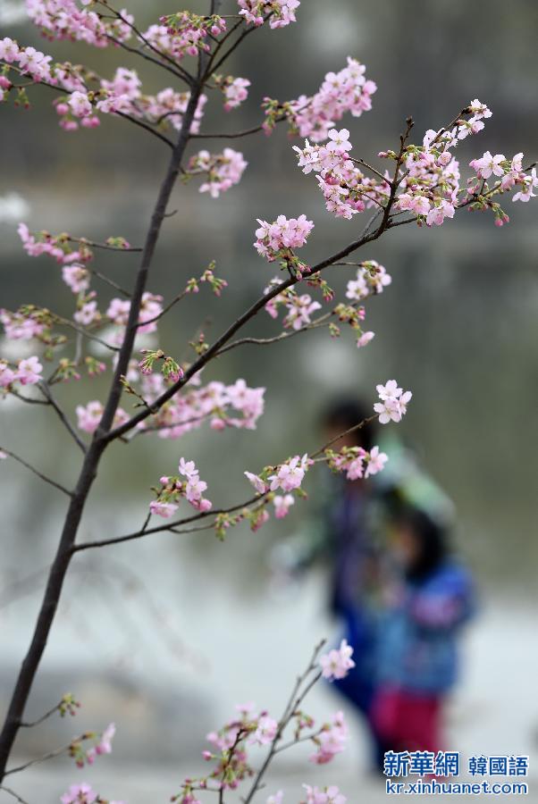 （晚报）（4）北京玉渊潭公园第27届樱花节开幕