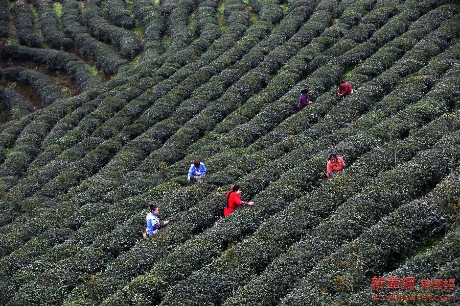 #（农业）（2）重庆珍珠兰春茶开采