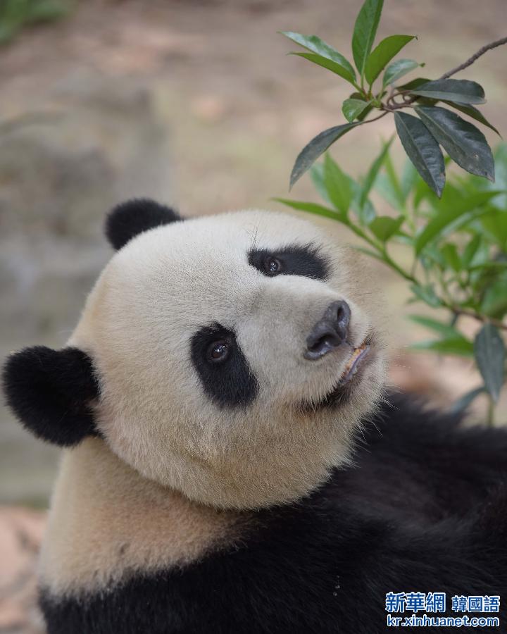 （城乡热点）（3）中央赠澳门大熊猫选定 预计5月初飞赴澳门