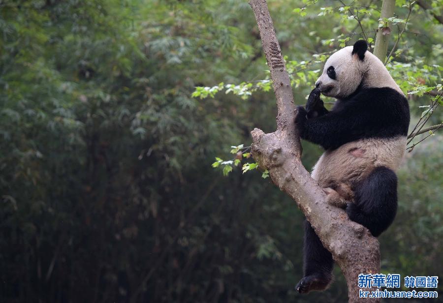 （社会）（5）中央赠澳门大熊猫选定 预计5月初飞赴澳门