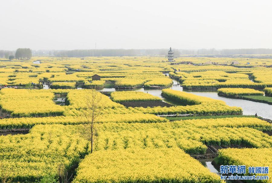 #（生态）（2）江苏兴化举办千垛菜花旅游节 