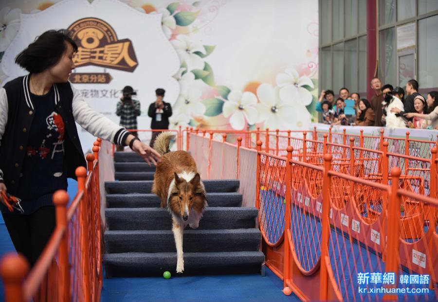 （社会）（2） 2015中国（北京）宠物文化节在京开幕