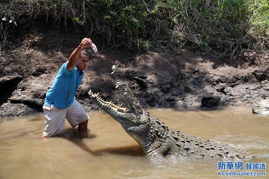 （国际）（1）哥斯达黎加上演现实版“鳄鱼邓迪”
