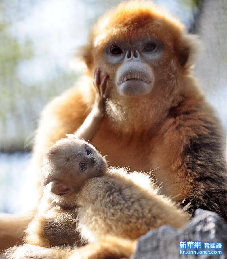#（晚报）（1）济南动物园珍稀金丝猴白颊长臂猿幼仔亮相