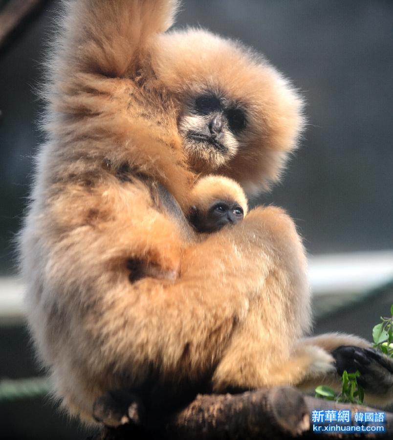 #（晚报）（2）济南动物园珍稀金丝猴白颊长臂猿幼仔亮相