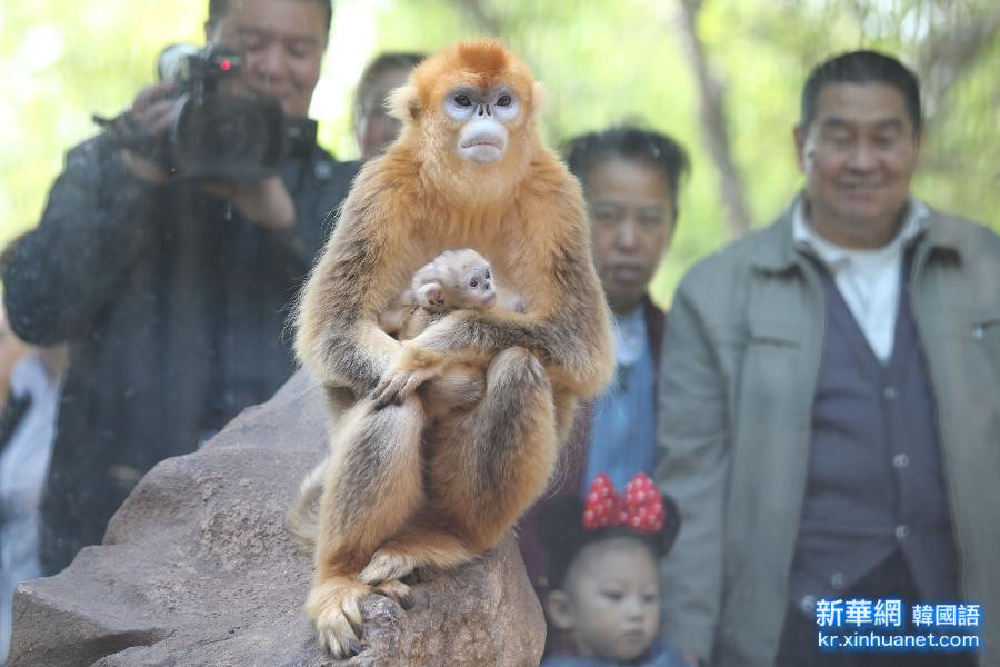 #（晚报）（3）济南动物园珍稀金丝猴白颊长臂猿幼仔亮相
