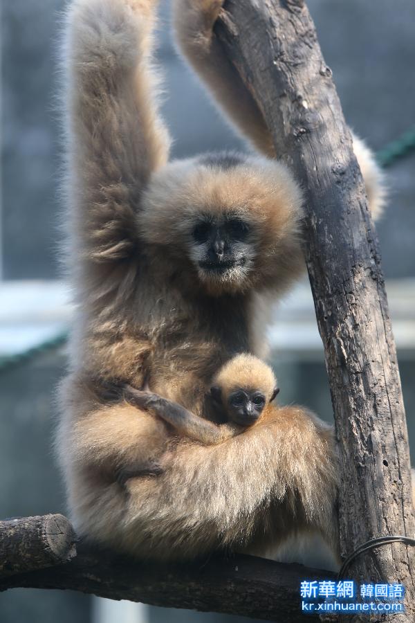 #（晚报）（4）济南动物园珍稀金丝猴白颊长臂猿幼仔亮相