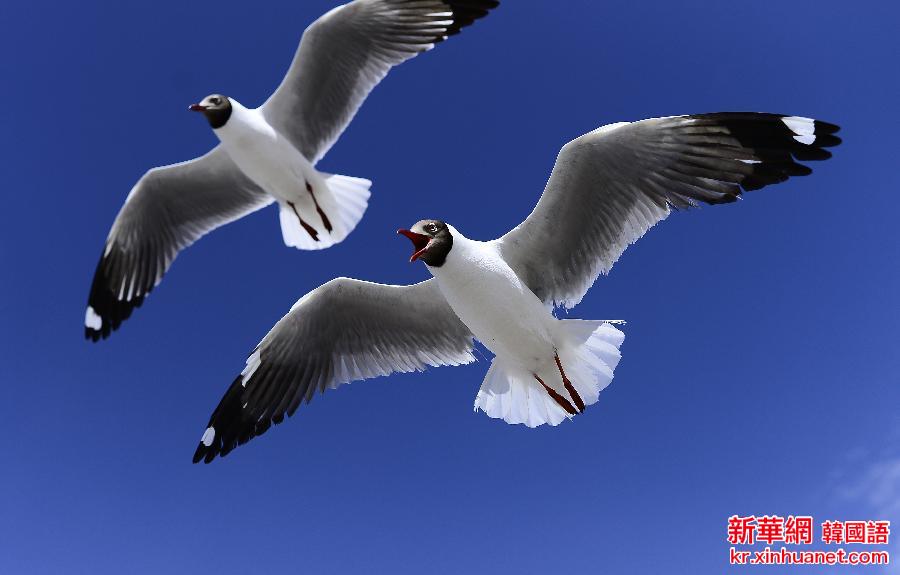 （美丽中国）（1）青海湖——鸟的天堂