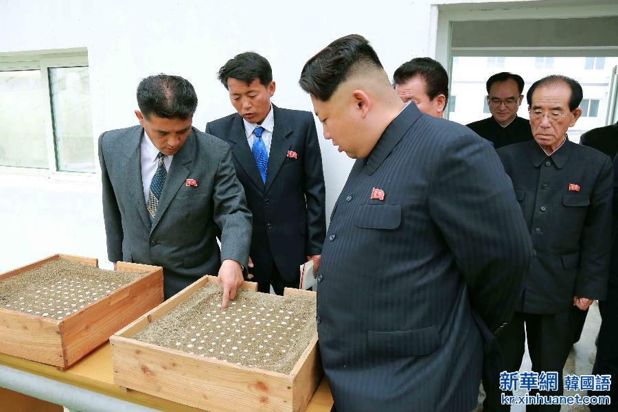（国际）（1）金正恩视察朝鲜大同江甲鱼养殖场