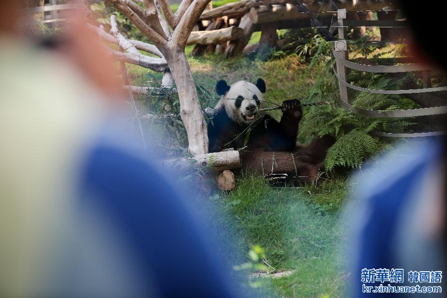 （社会）（2）大熊猫“开开”“心心”率先与澳门学生见面