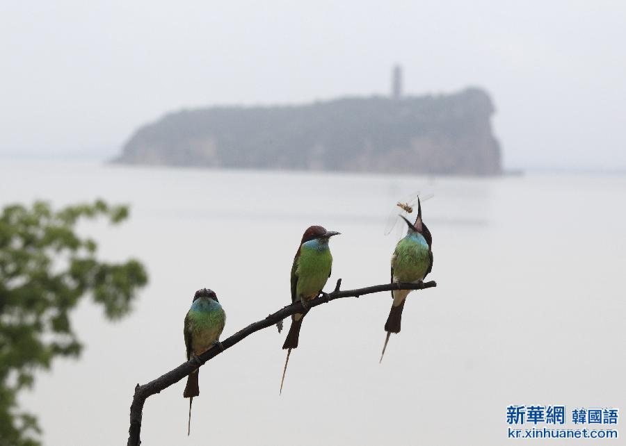 #（美丽中国）（1）蓝喉蜂虎惬意鄱阳湖畔