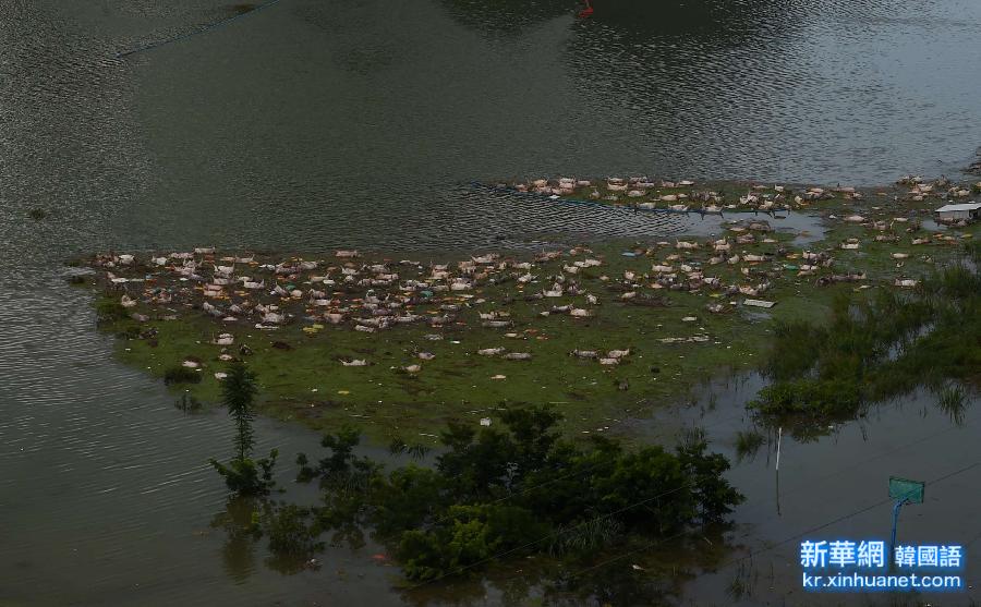 （社会）（3）广西暴雨淹死一养殖场1.6万头猪 