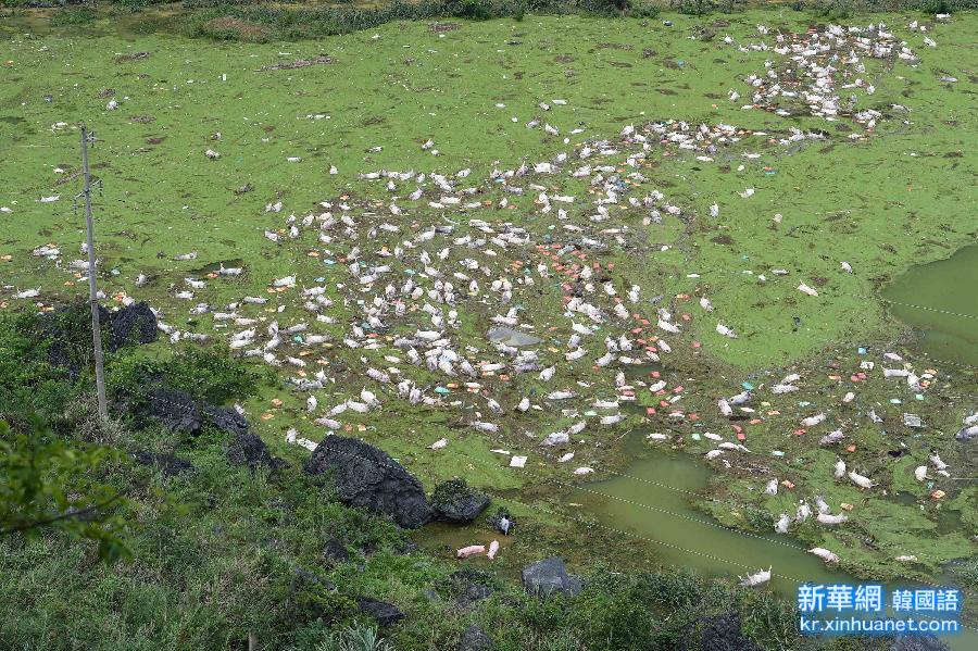 （社会）（4）广西暴雨淹死一养殖场1.6万头猪 