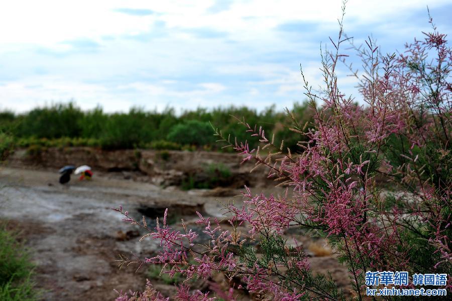 （生态）（2）敦煌西湖国家级自然保护区生态植被得到恢复