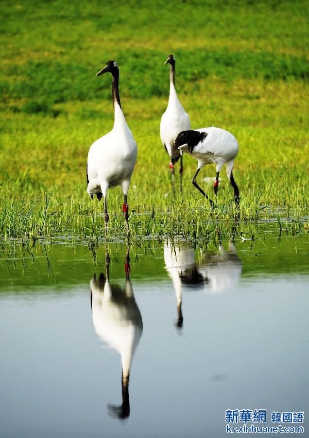（美丽中国）（3）鹤舞湿地生态美