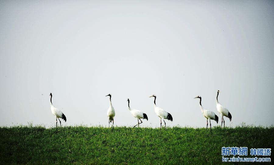 （美丽中国）（4）鹤舞湿地生态美