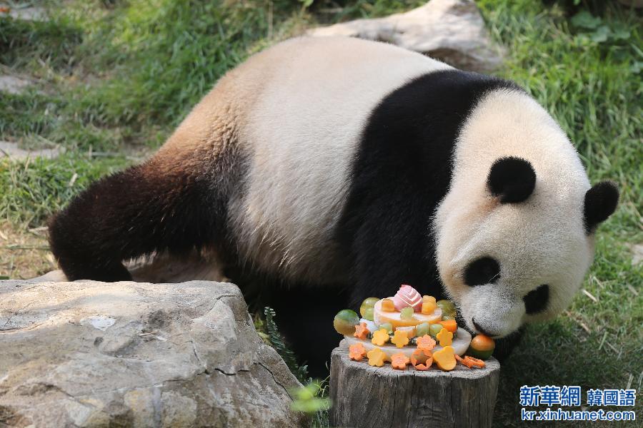 （社会）（2）中央赠澳门大熊猫“心心”迎八岁生日