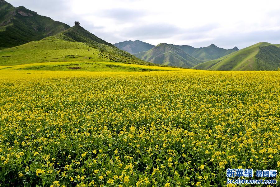 #（美丽中国）（8）甘肃民乐油菜花海燃情盛夏