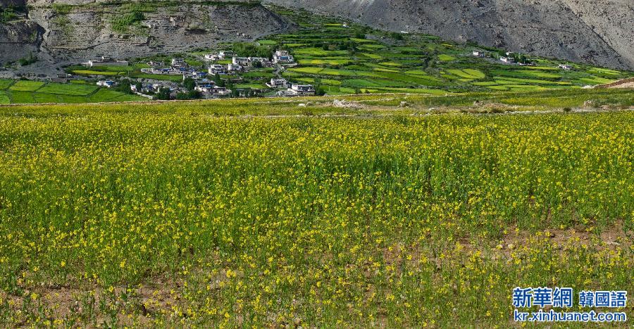 （新华网）（2）西藏：油菜花香深山里