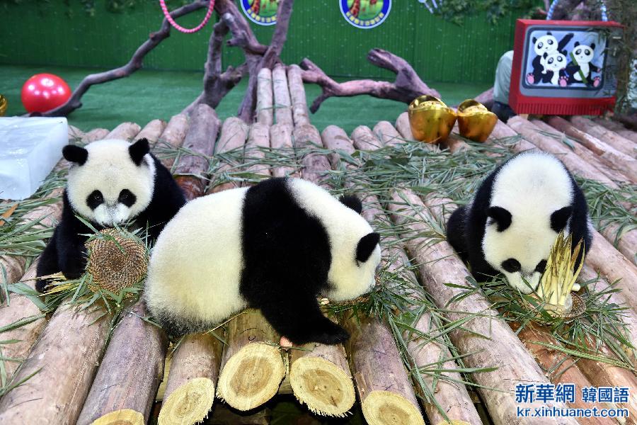 （城乡热点）（1）大熊猫三胞胎一周岁