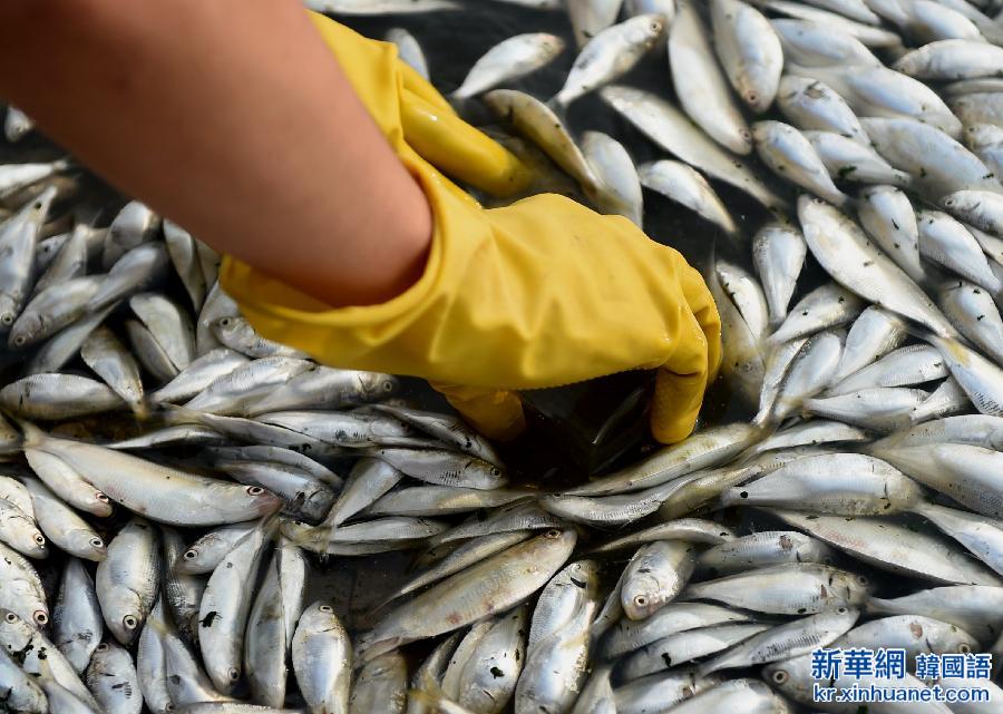 （天津港“8·12”事故）（2）天津海河出现死鱼河段未检出氰化物