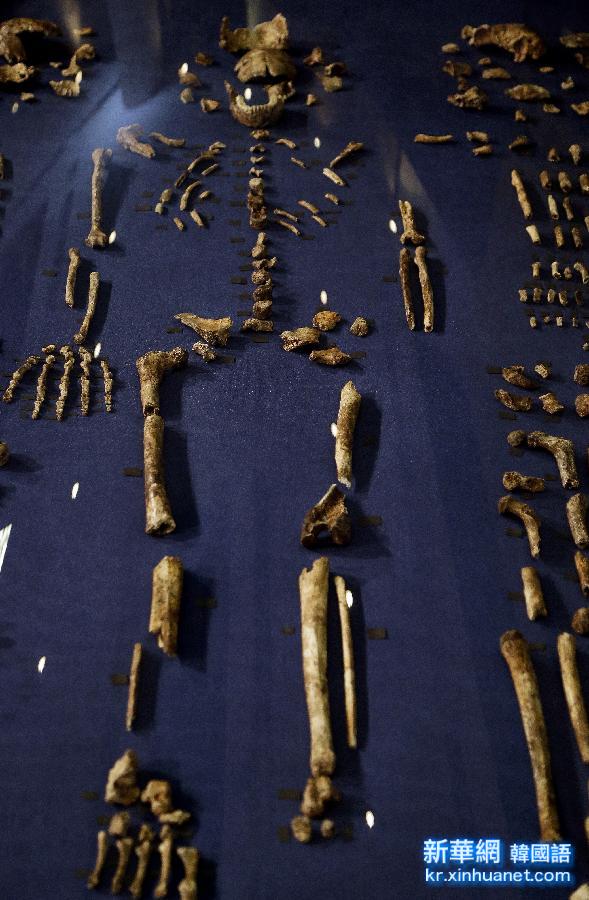 （国际）（2）南非发现新人种化石 