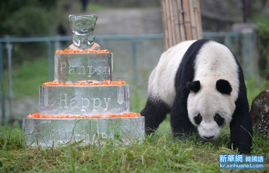 （晚报）全球现存最高龄雄性大熊猫过生日