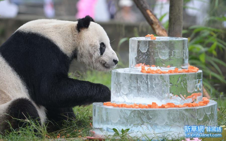 （城乡热点）（1）全球现存最高龄雄性大熊猫过生日