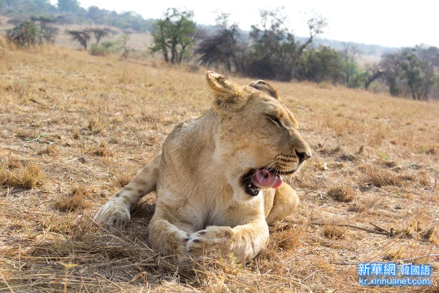 （国际）（2）津巴布韦：“家有幼狮初长成”