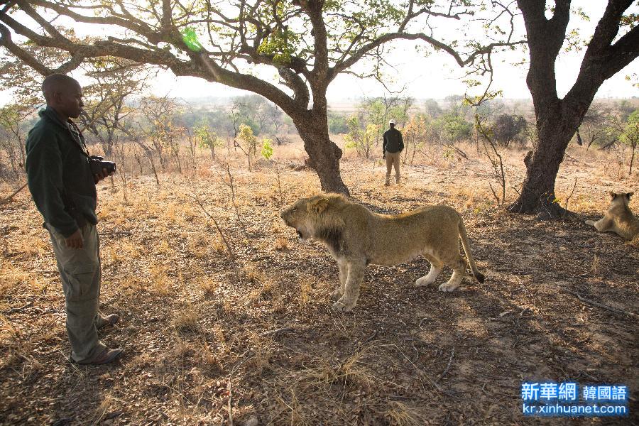 （国际）（3）津巴布韦：“家有幼狮初长成”
