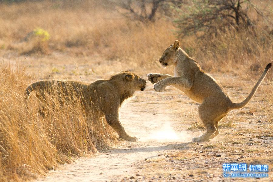 （国际）（6）津巴布韦：“家有幼狮初长成”