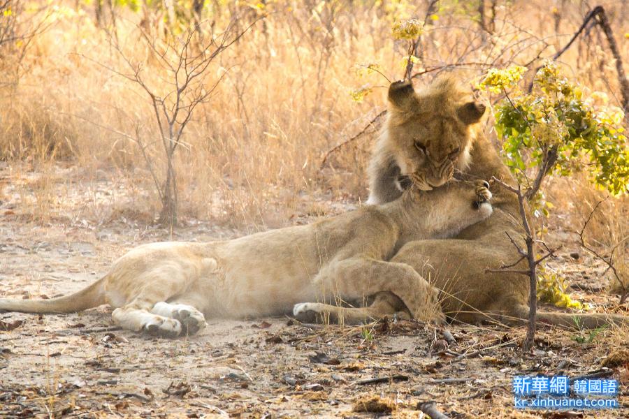 （国际）（7）津巴布韦：“家有幼狮初长成”