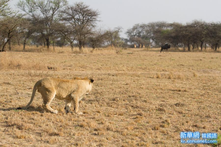 （国际）（8）津巴布韦：“家有幼狮初长成”