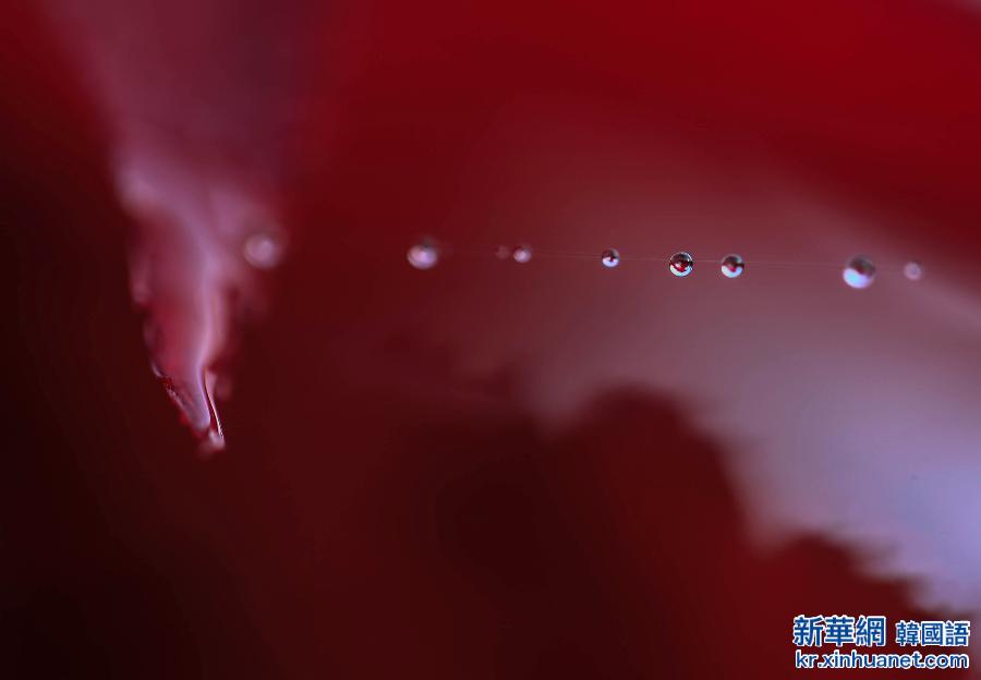 #（视&middot;觉）（1）秋色染枫林 红叶美如花